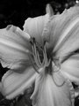 B & W Lilly 1