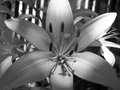 B & W Asiatic Lilly