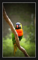 Australian Parrot on Limb