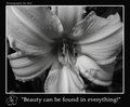 B & W Asiatic Lilly with saying
