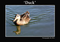 Duck
