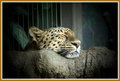 Leopard Sleeping Pix