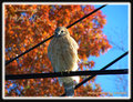 Young Hawk