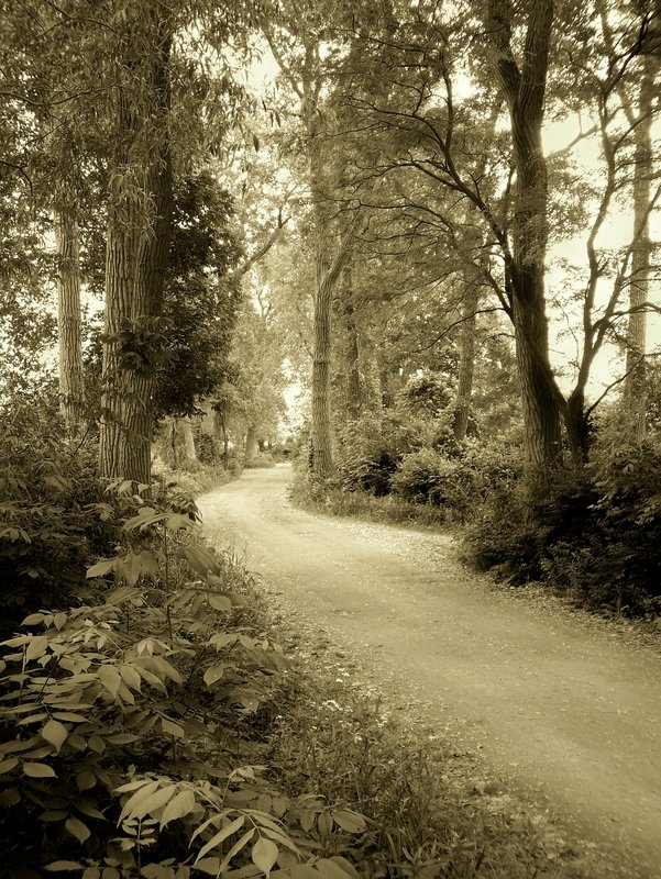Woodland Trail Sepia 
