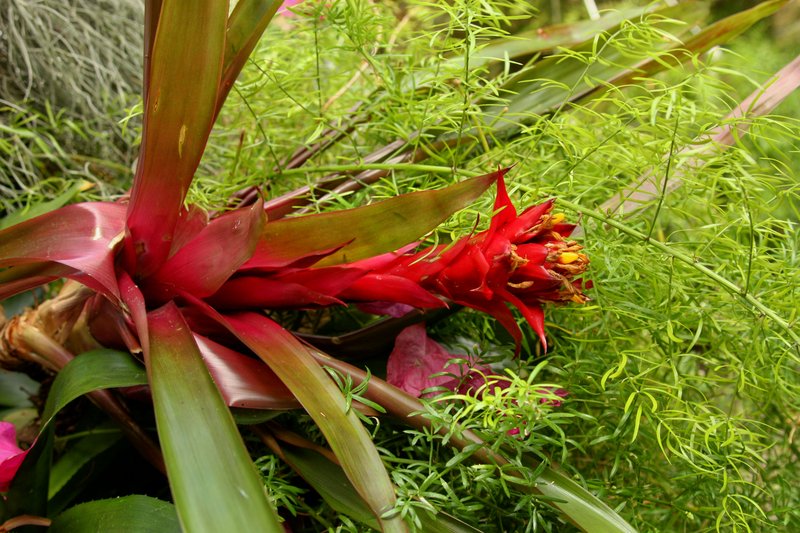 Tropical Beauty