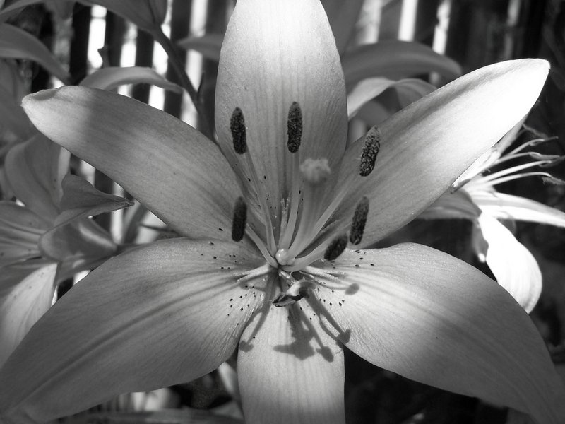 B & W Asiatic Lilly