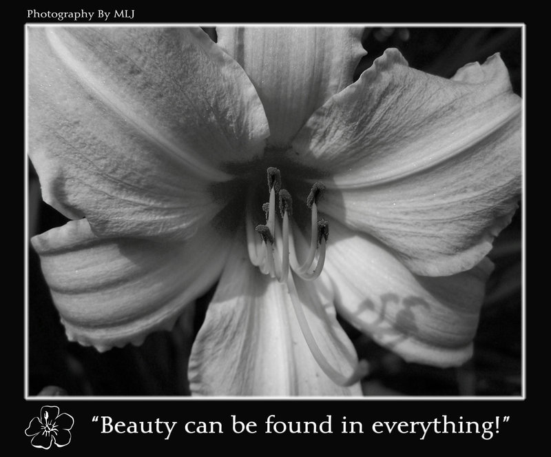 B & W Asiatic Lilly with saying