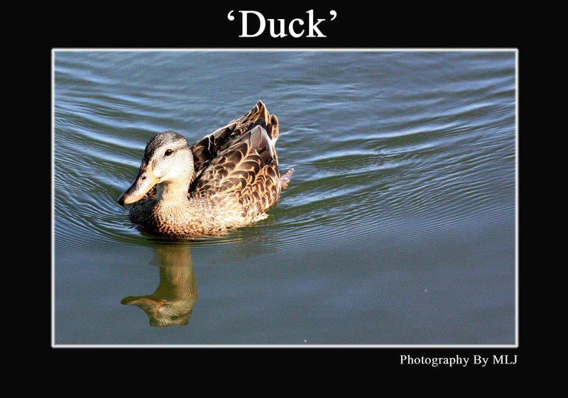 Duck