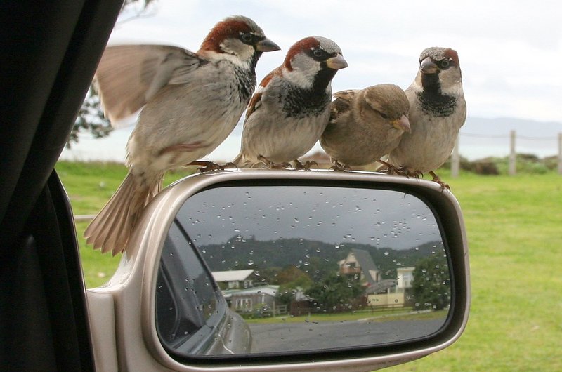 Please feed us.JPG