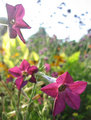 Ault Park