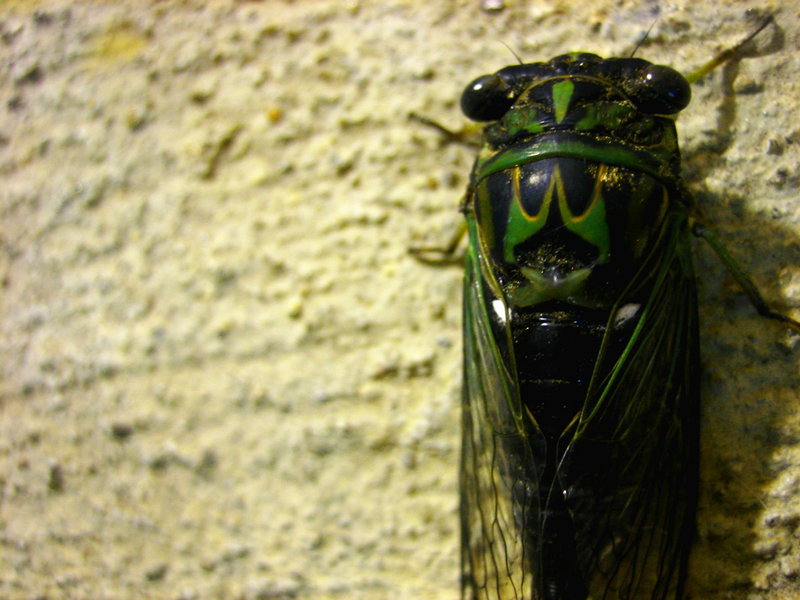 Cincinnati's most hated bug