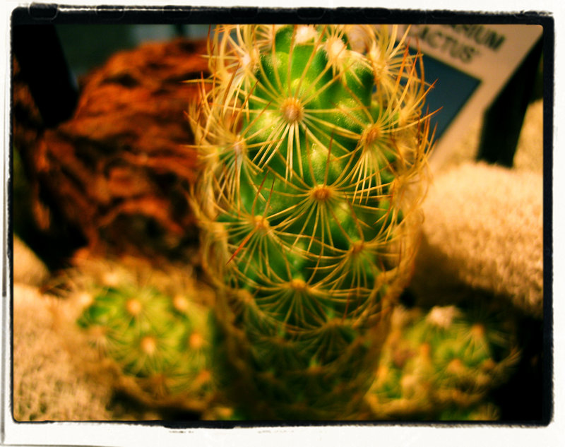 Prickly