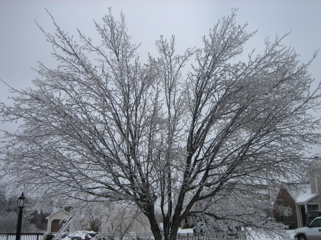 Frozen