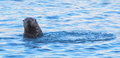 otter seward1.jpg