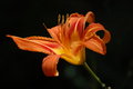 flower.JPG