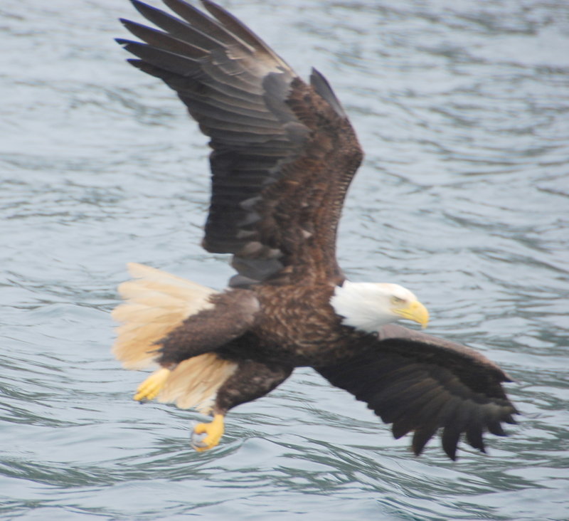 eagle soar.JPG