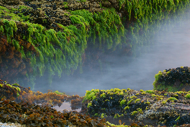 Beavertail_0038.jpg