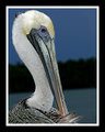 Pelican