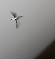 Flight