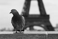 Tourist