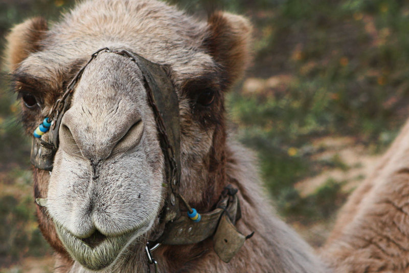 Camel