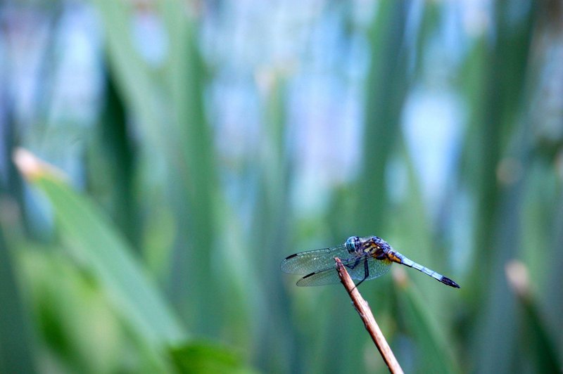 Ready to Fly