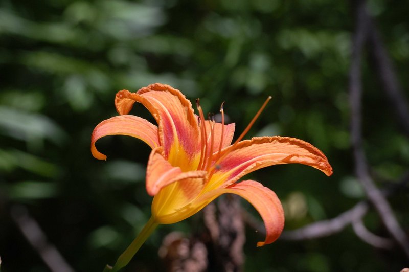 Lilly