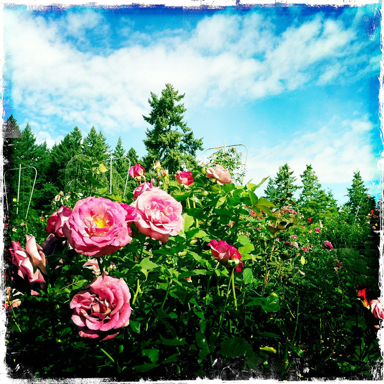 The Rose City (Portland)- Day 4