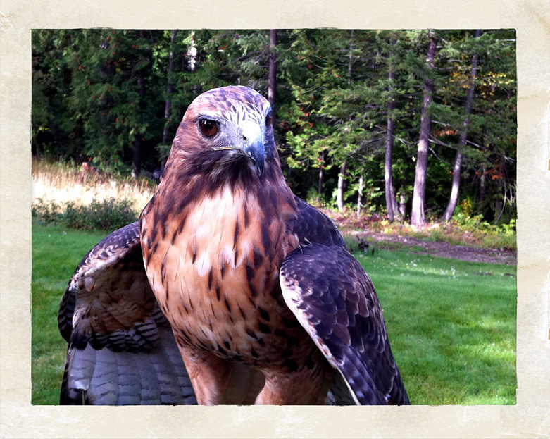 Hawk- Day 26