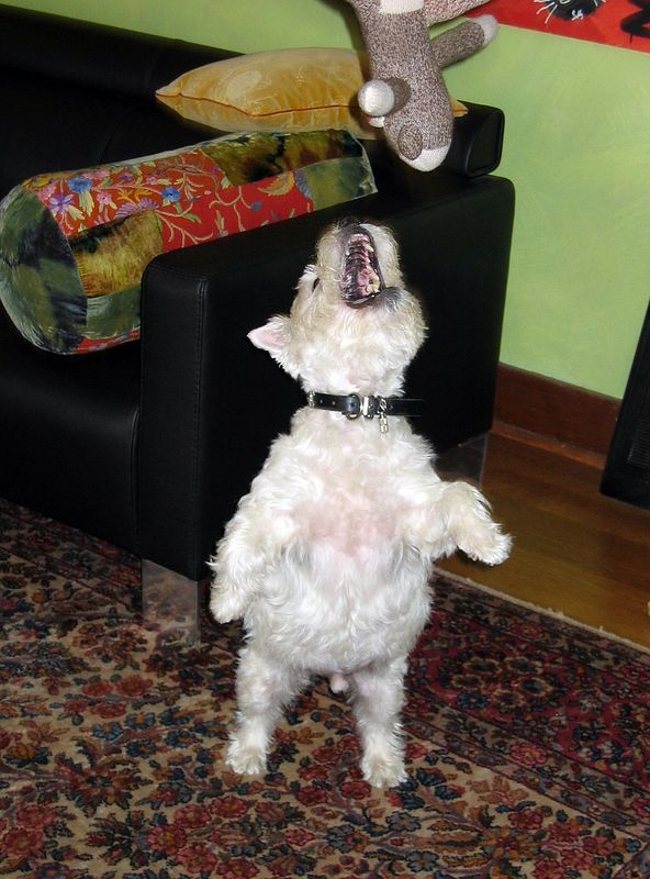 Peteydog RIP