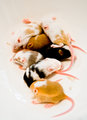 fried mice.jpg
