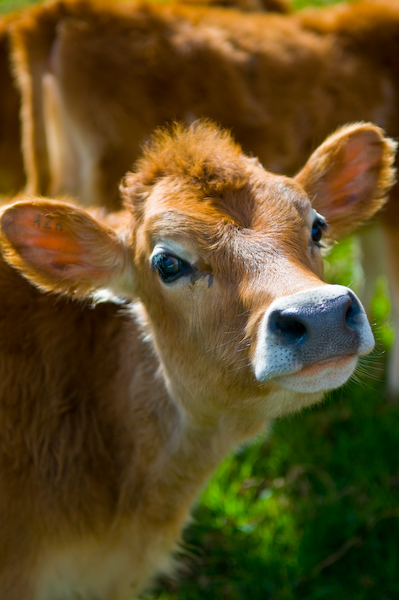 i love cows.jpg