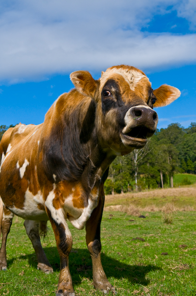 moo 2.jpg