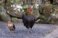 Wild Chicken And Chick