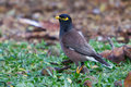 Mynah Bird