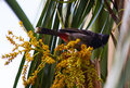 Red Vented Black BulBul