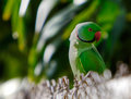 Indian Ringneck Parakeet II