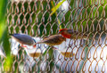 House Finch