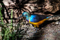 Golden-breasted Starling