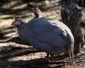 Helmeted Guineafowl