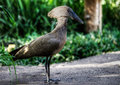 Hammerkop