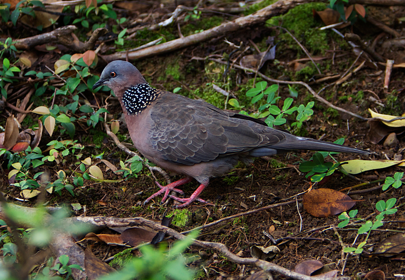 Lace Neck Dove