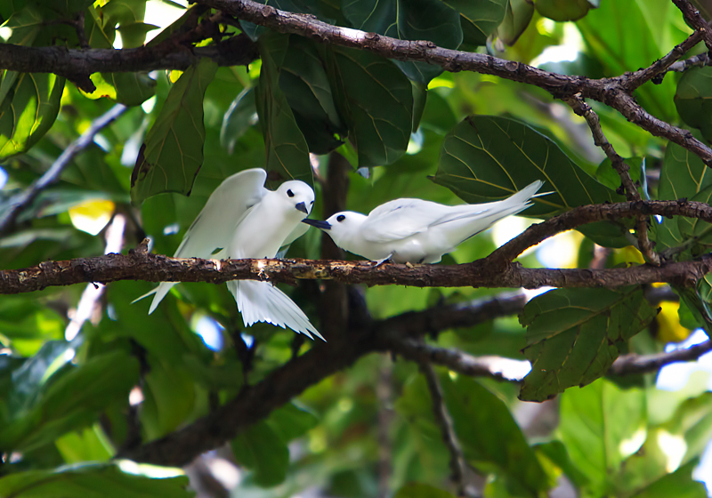 White Tern
