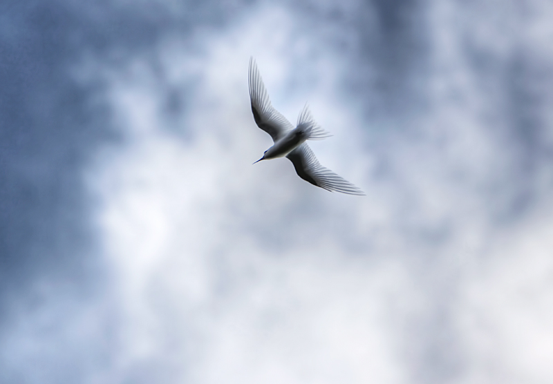 White Tern II