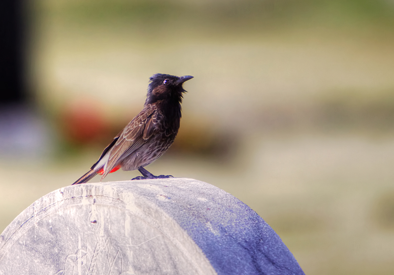 Red Vented Black BulBul II