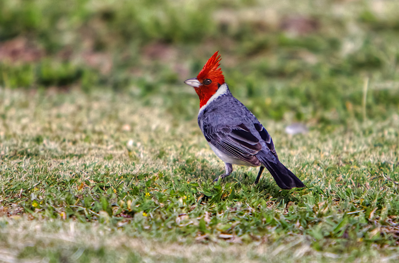 Red Crested Cardinal II