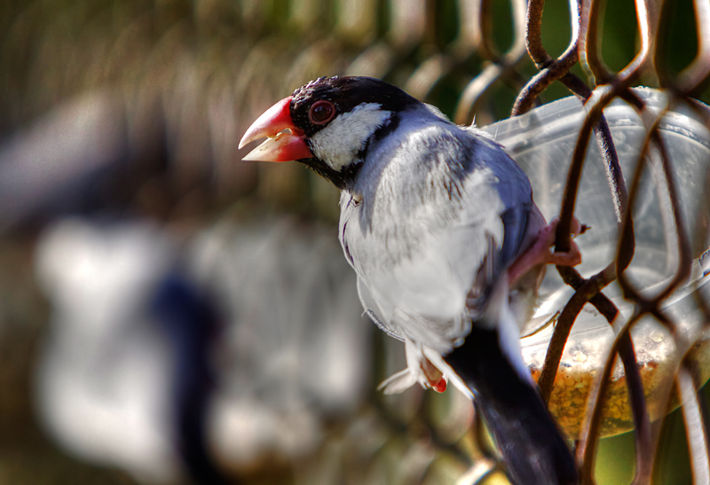 Java Rice Finch