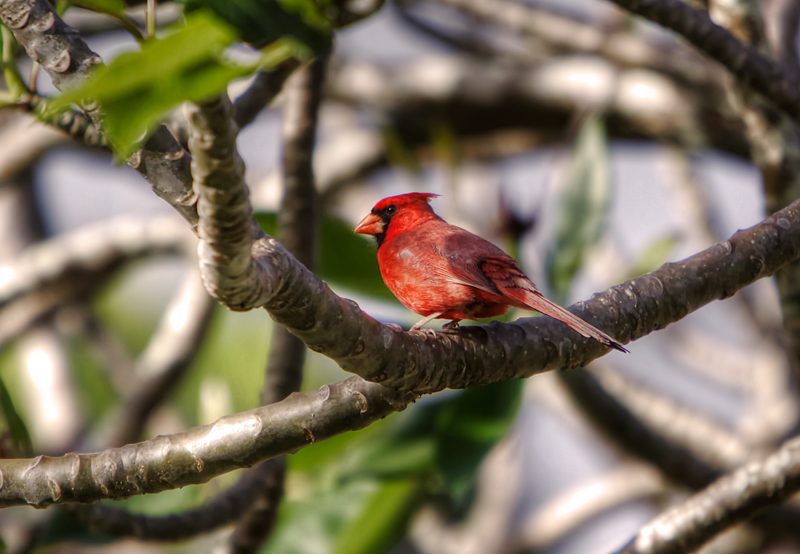 Kentucky Red Cardinal