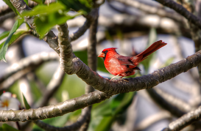 Kentucky Red Cardinal II