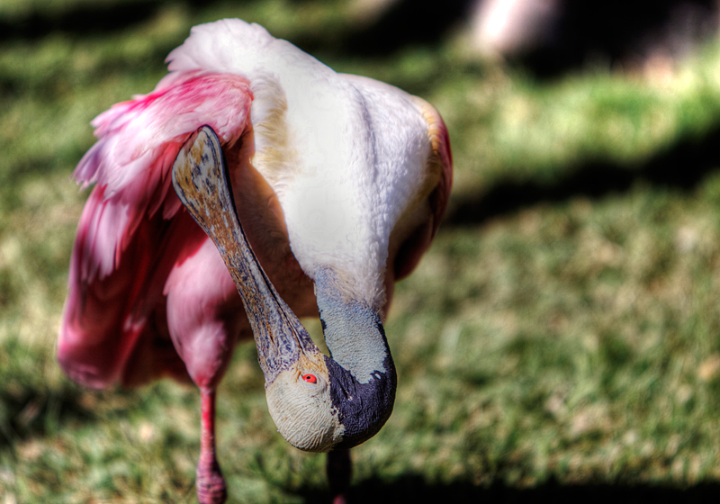 Roseate Spoonbill